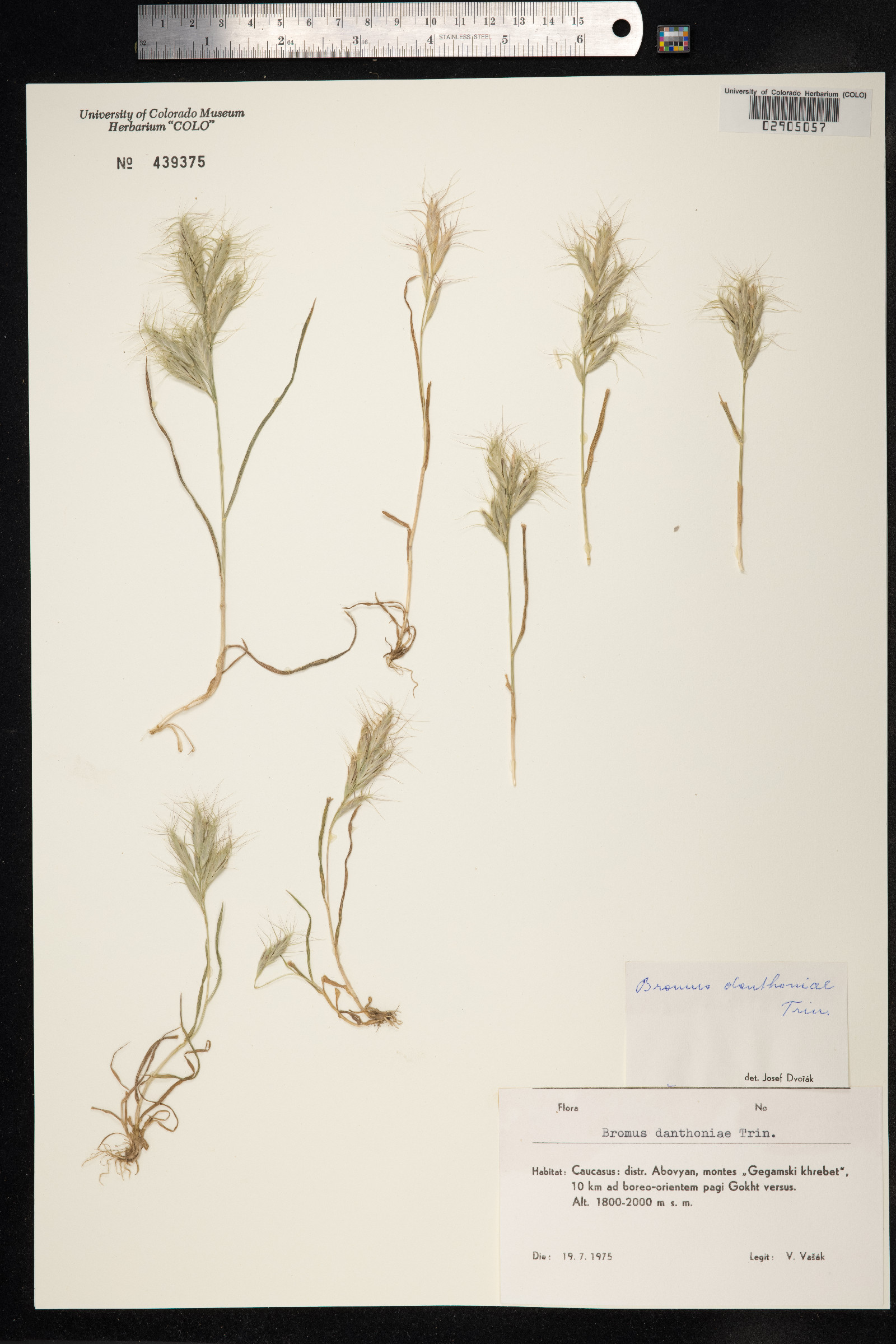 Bromus danthoniae image