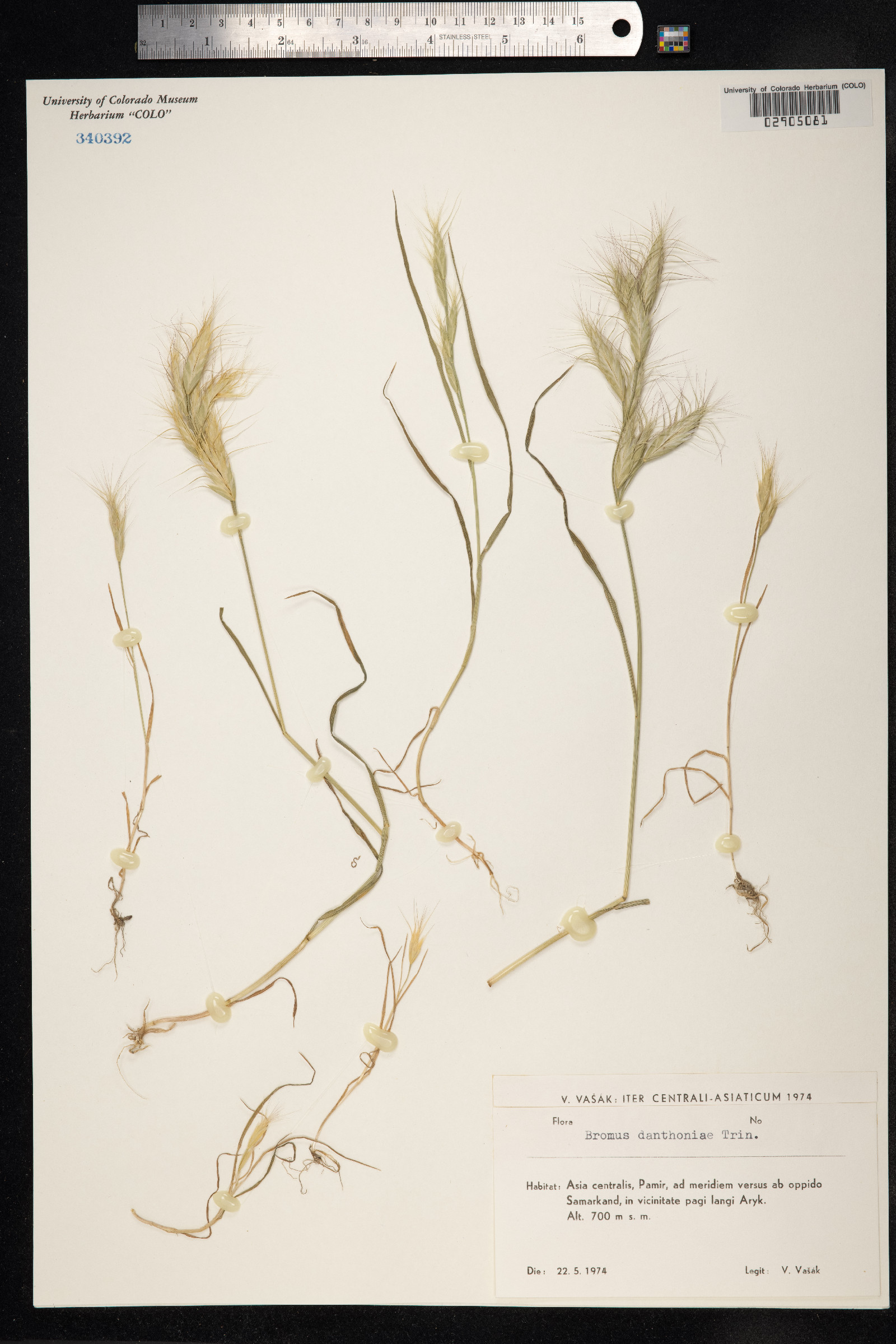 Bromus danthoniae image