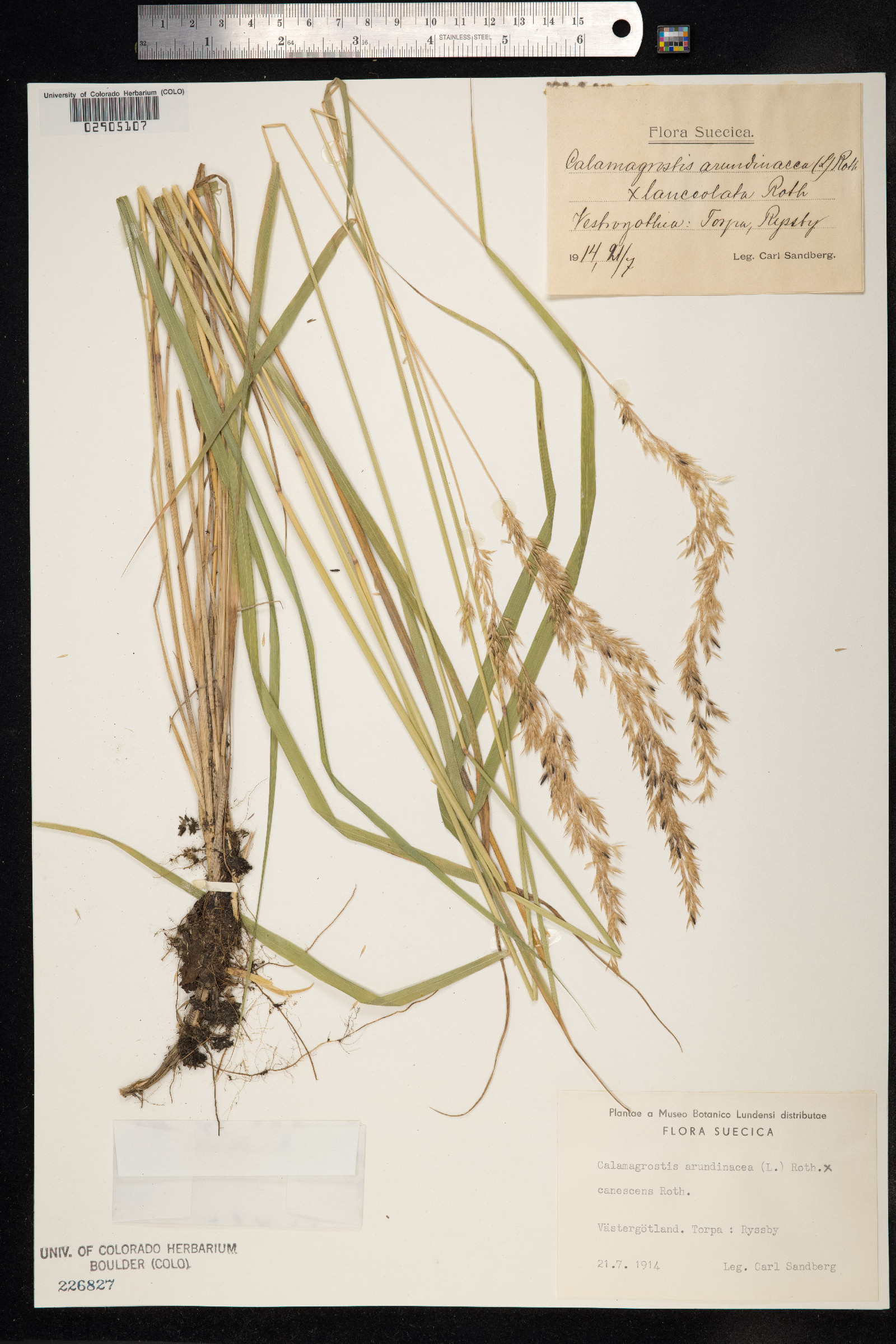 Calamagrostis arundinacea image