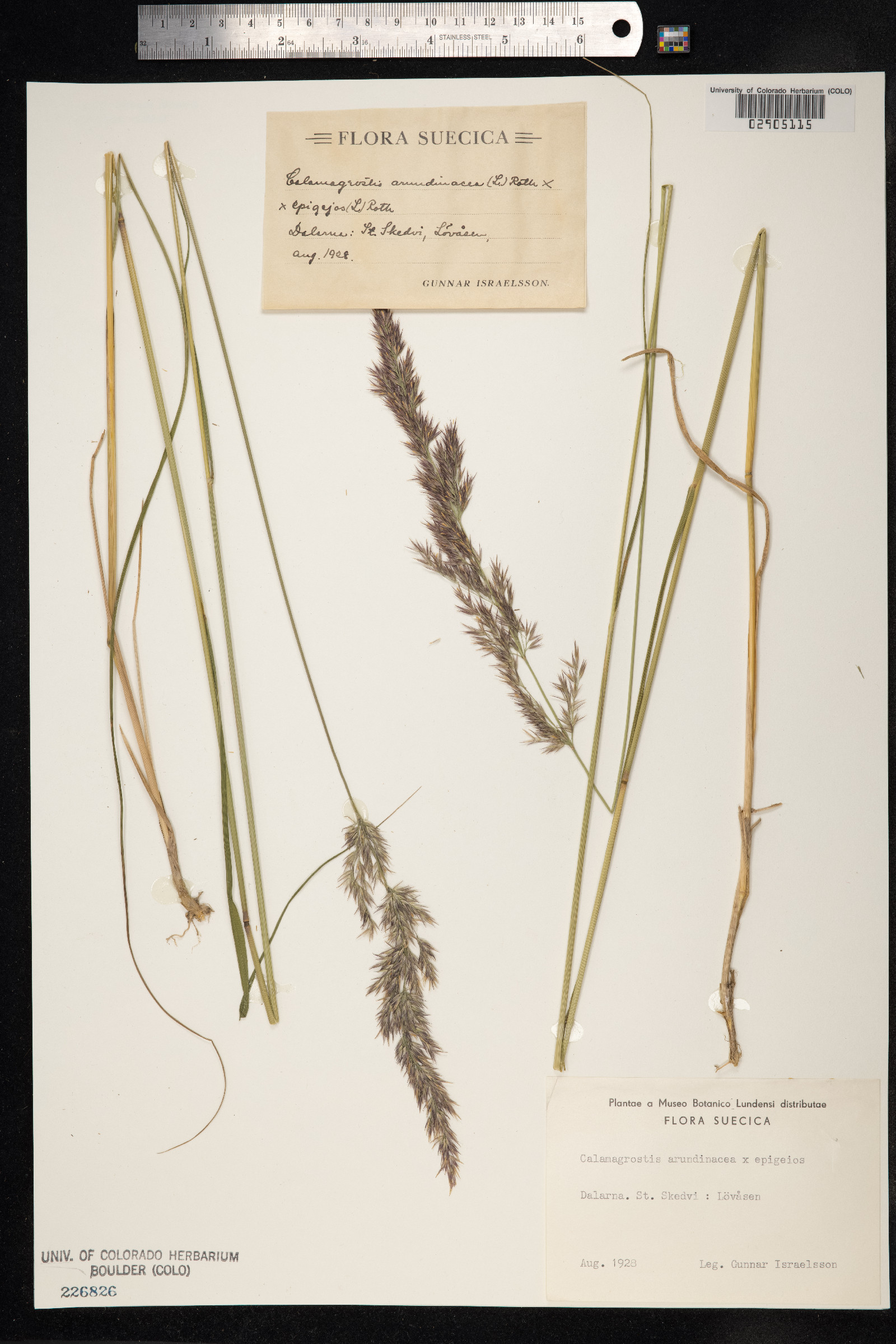 Calamagrostis arundinacea image