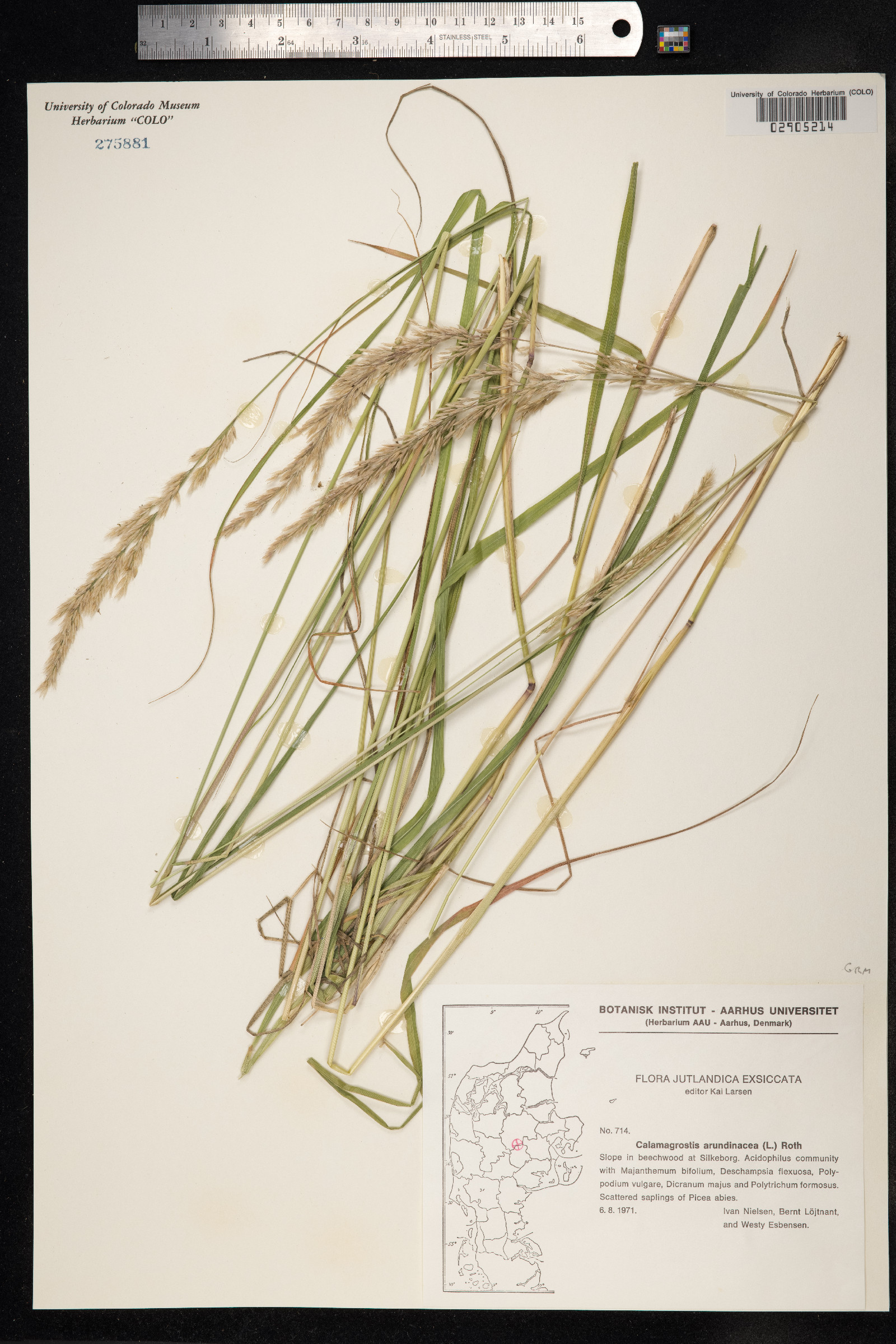 Calamagrostis arundinacea image