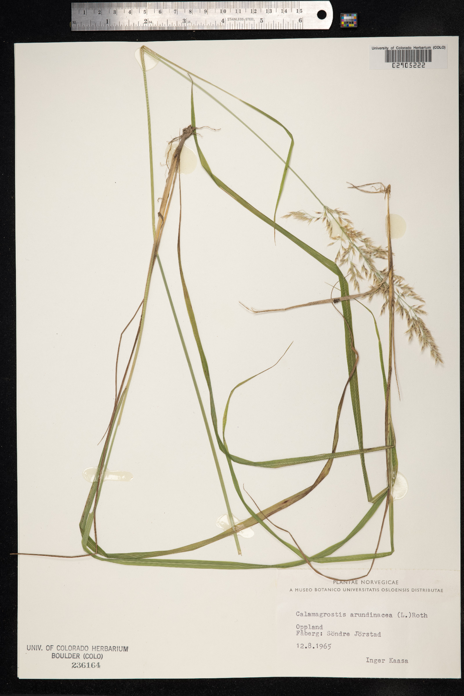 Calamagrostis arundinacea image