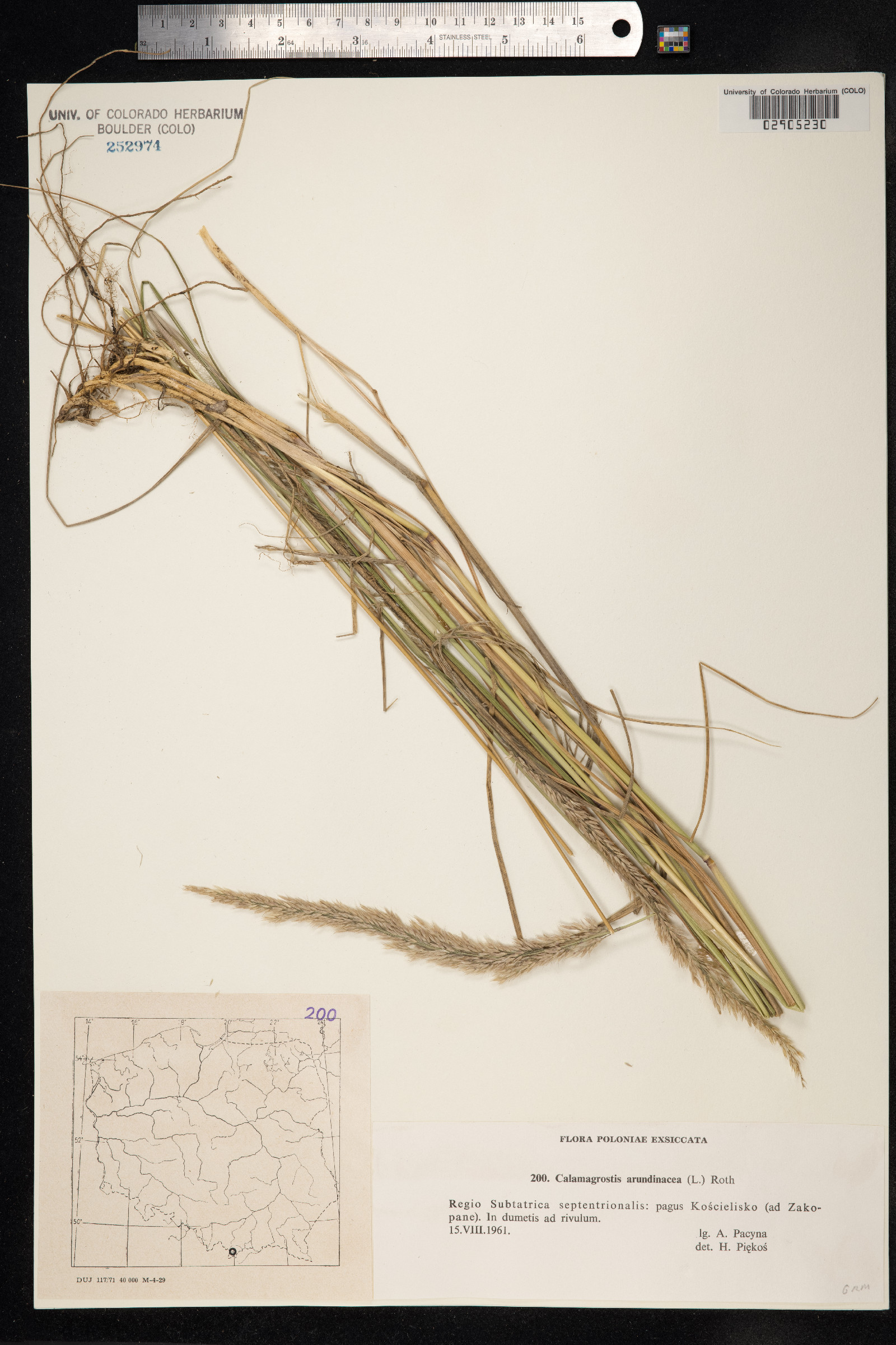 Calamagrostis arundinacea image