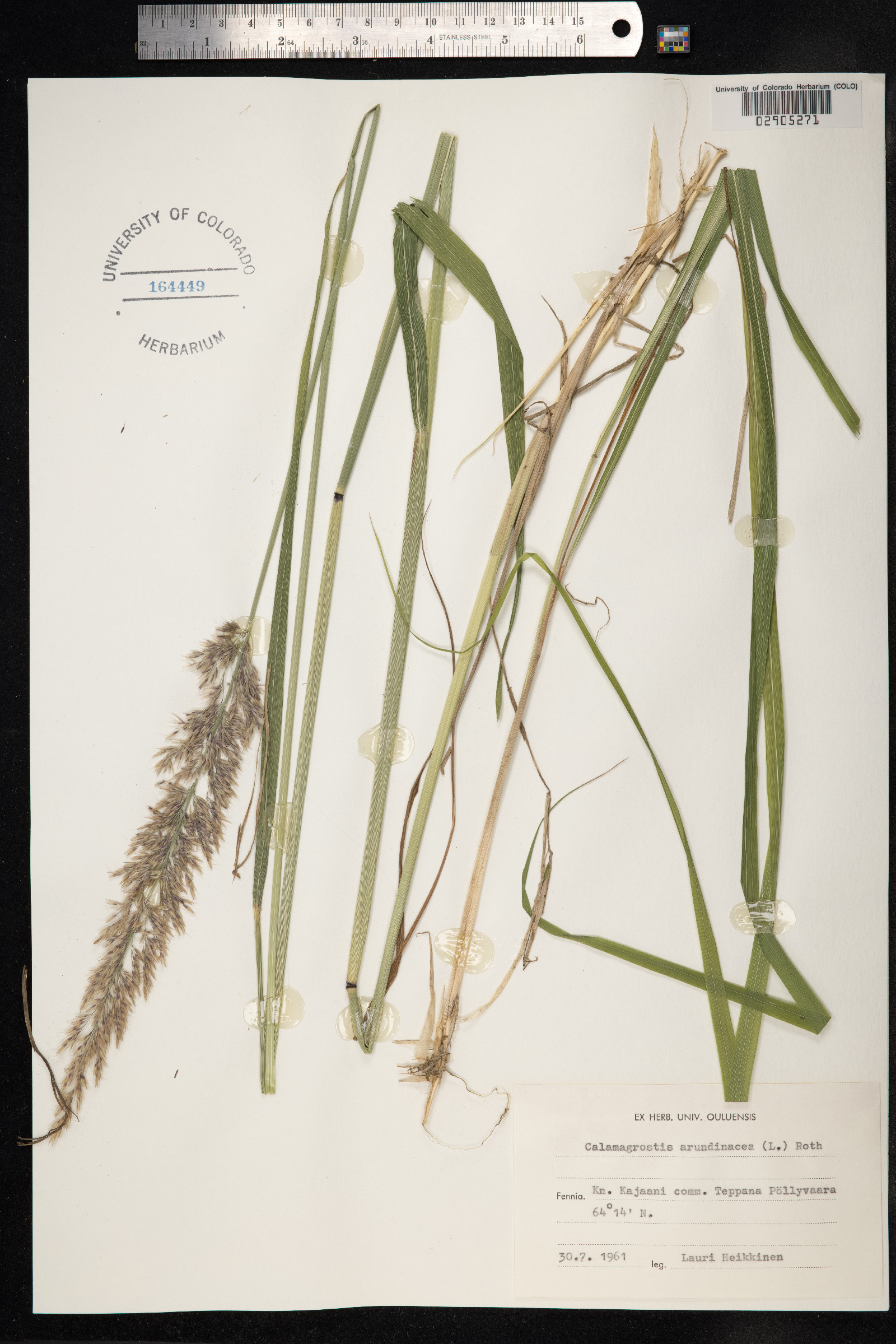 Calamagrostis arundinacea image