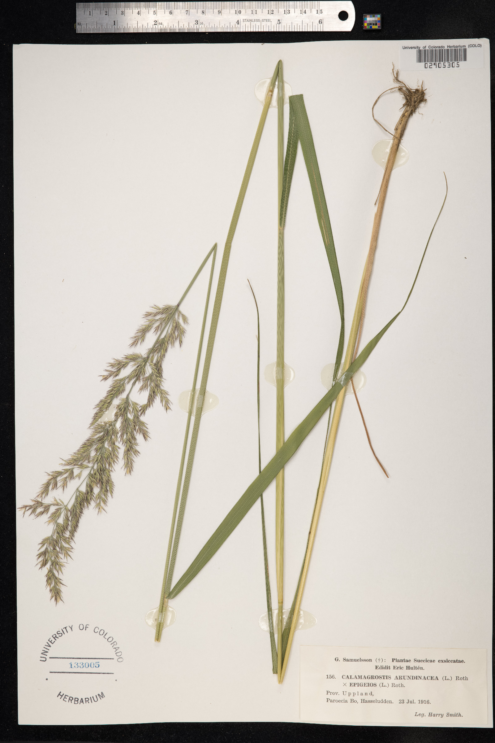 Calamagrostis arundinacea image