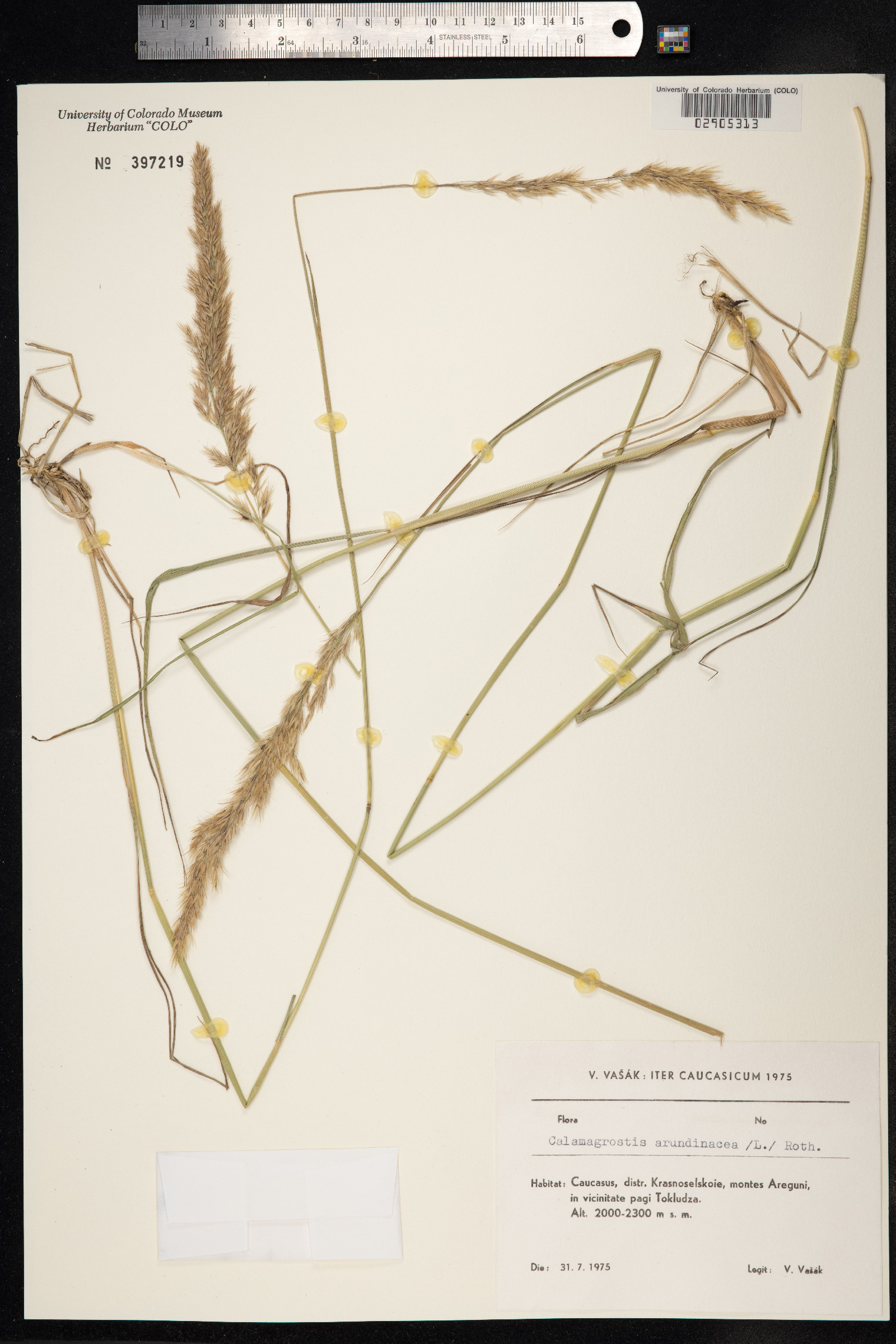 Calamagrostis arundinacea image