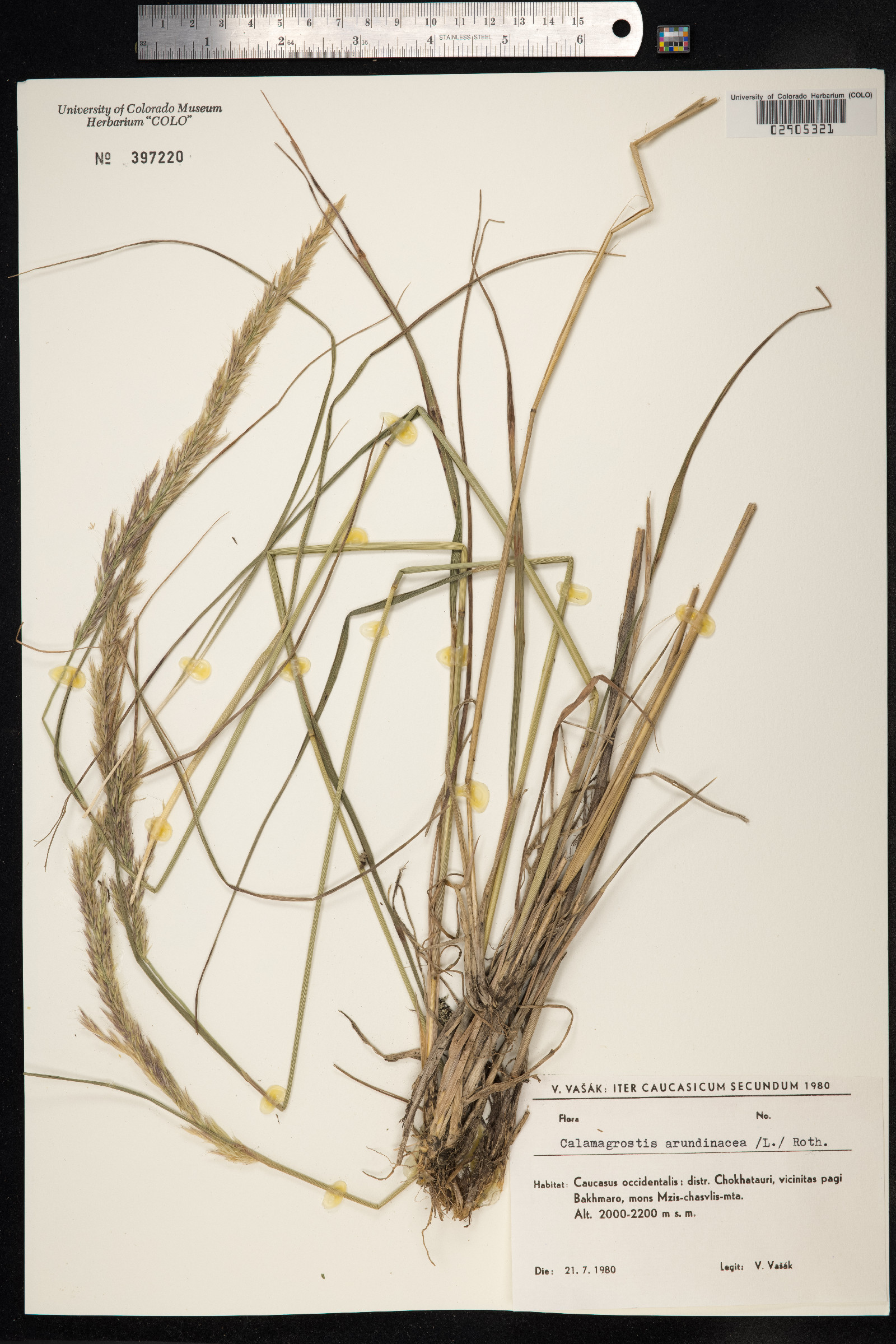 Calamagrostis arundinacea image