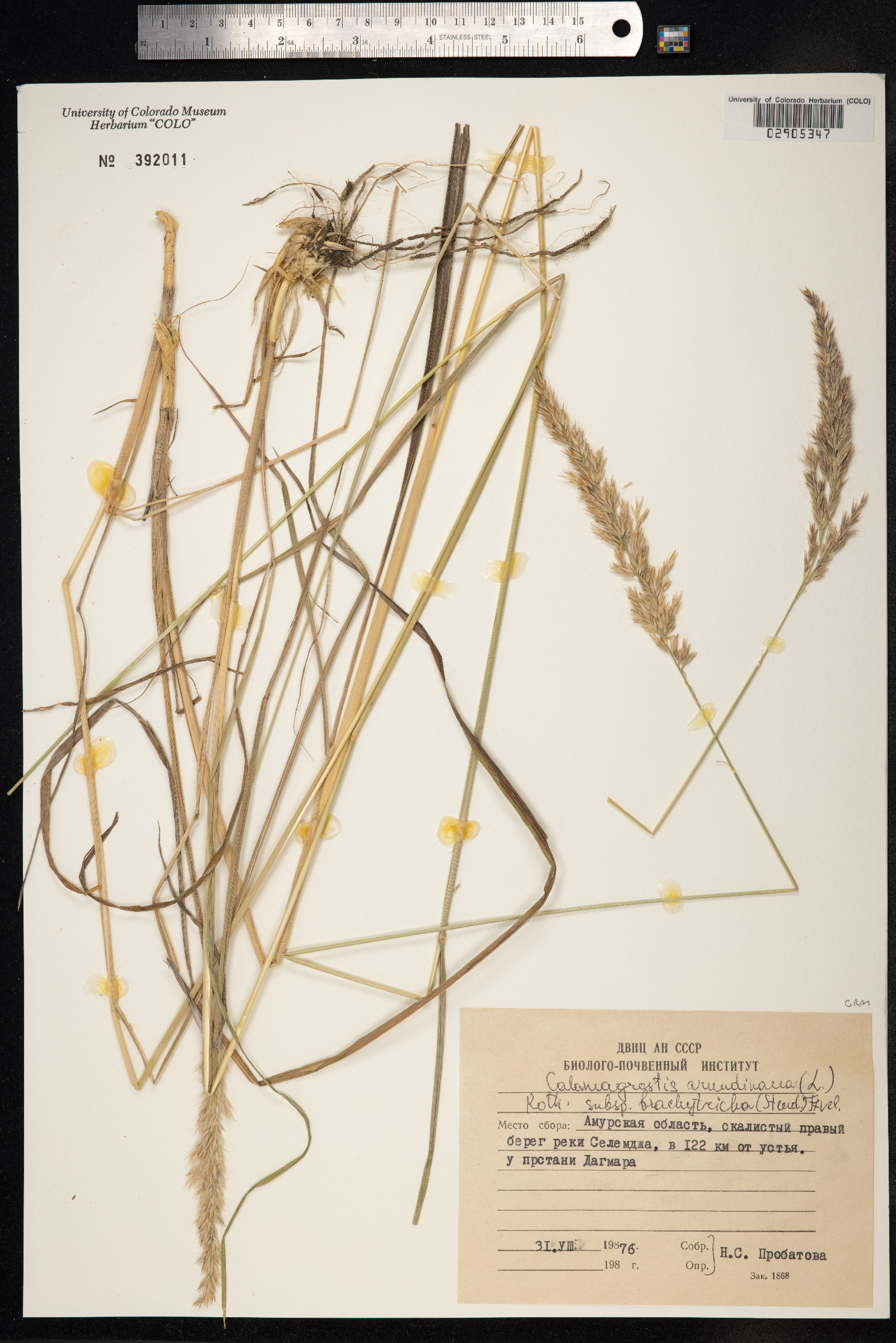 Calamagrostis image