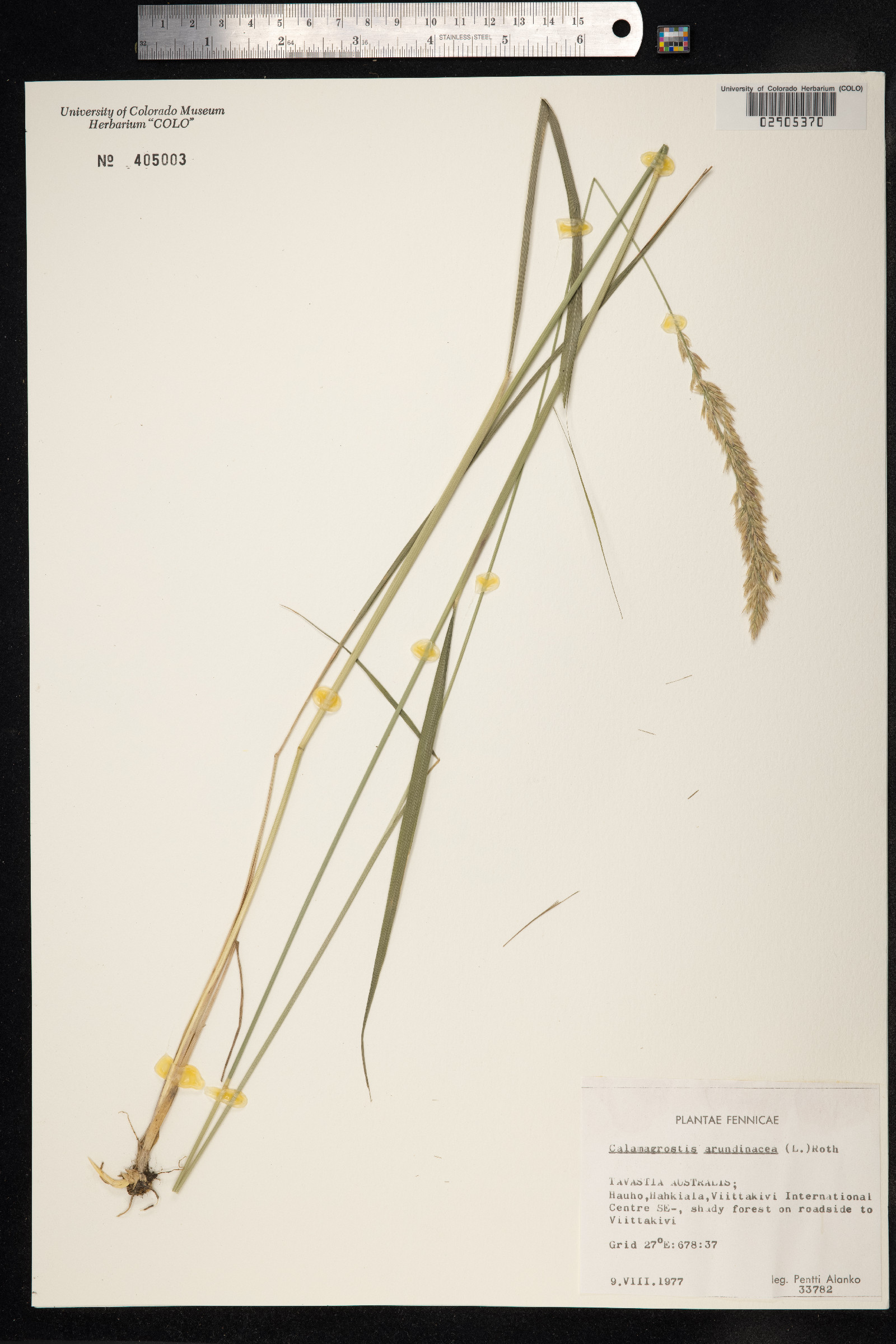 Calamagrostis arundinacea image