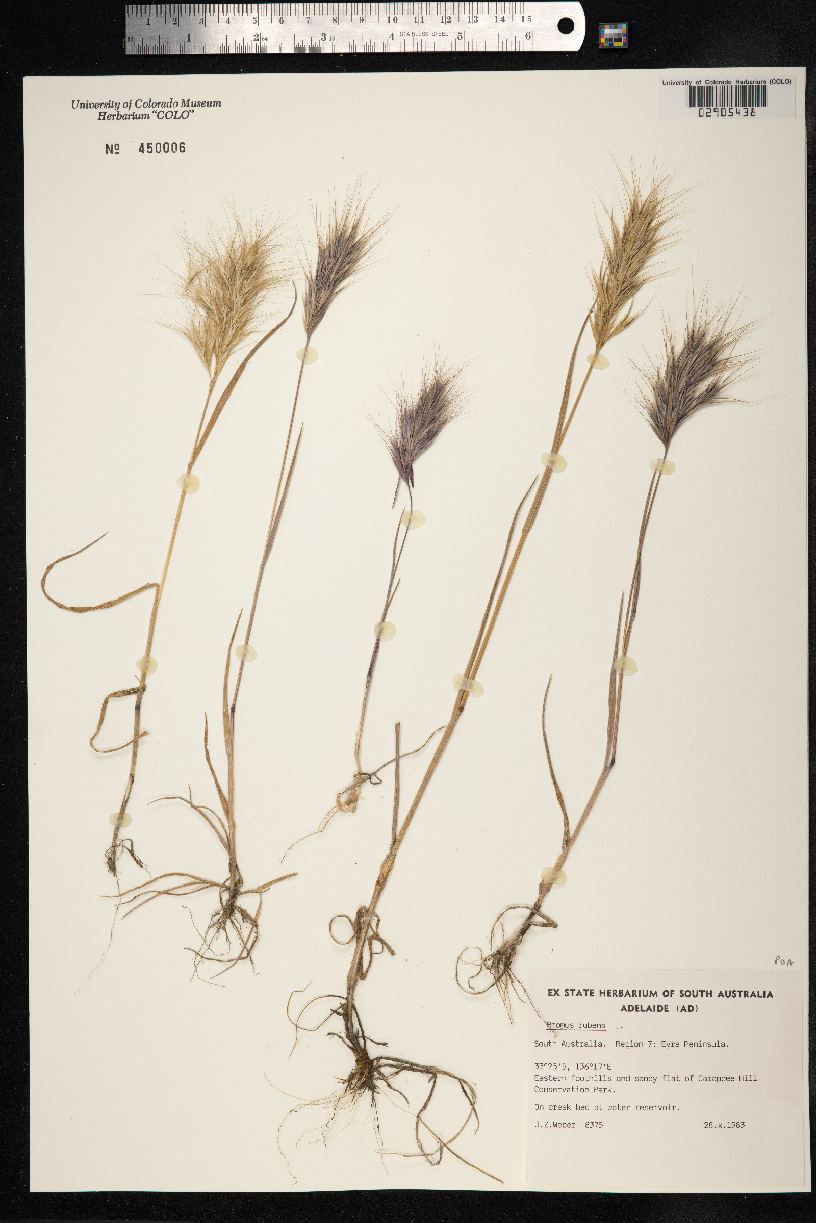 Bromus rubens image