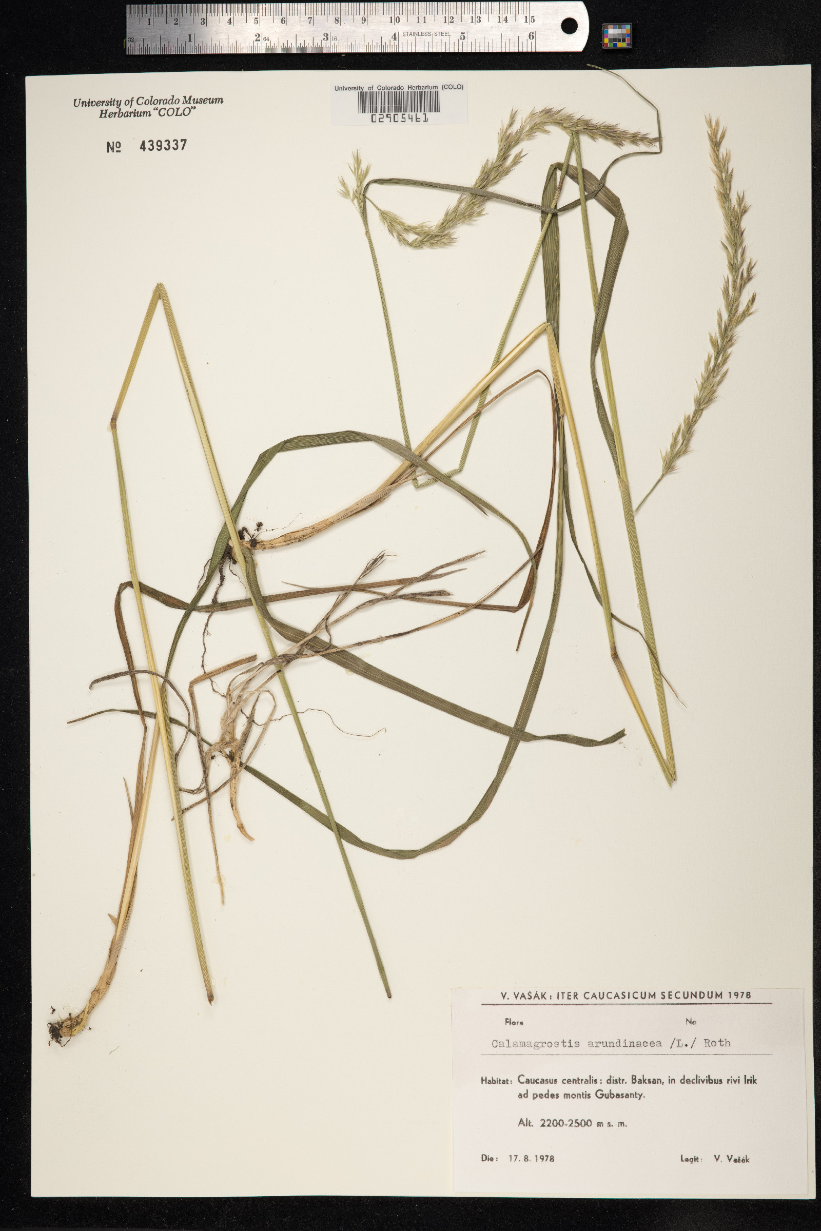 Calamagrostis arundinacea image