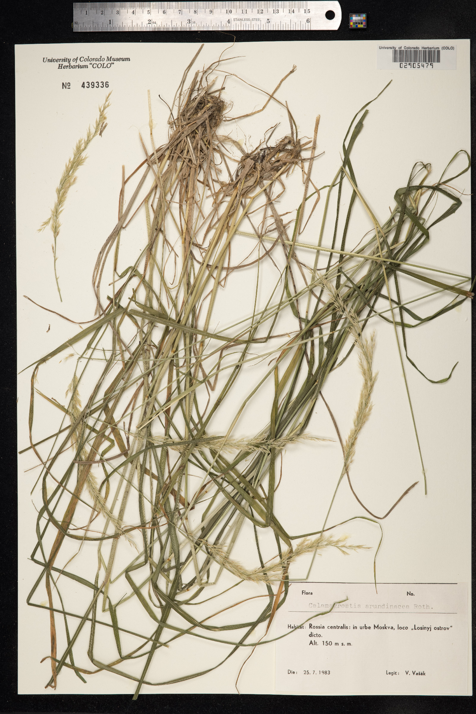 Calamagrostis arundinacea image