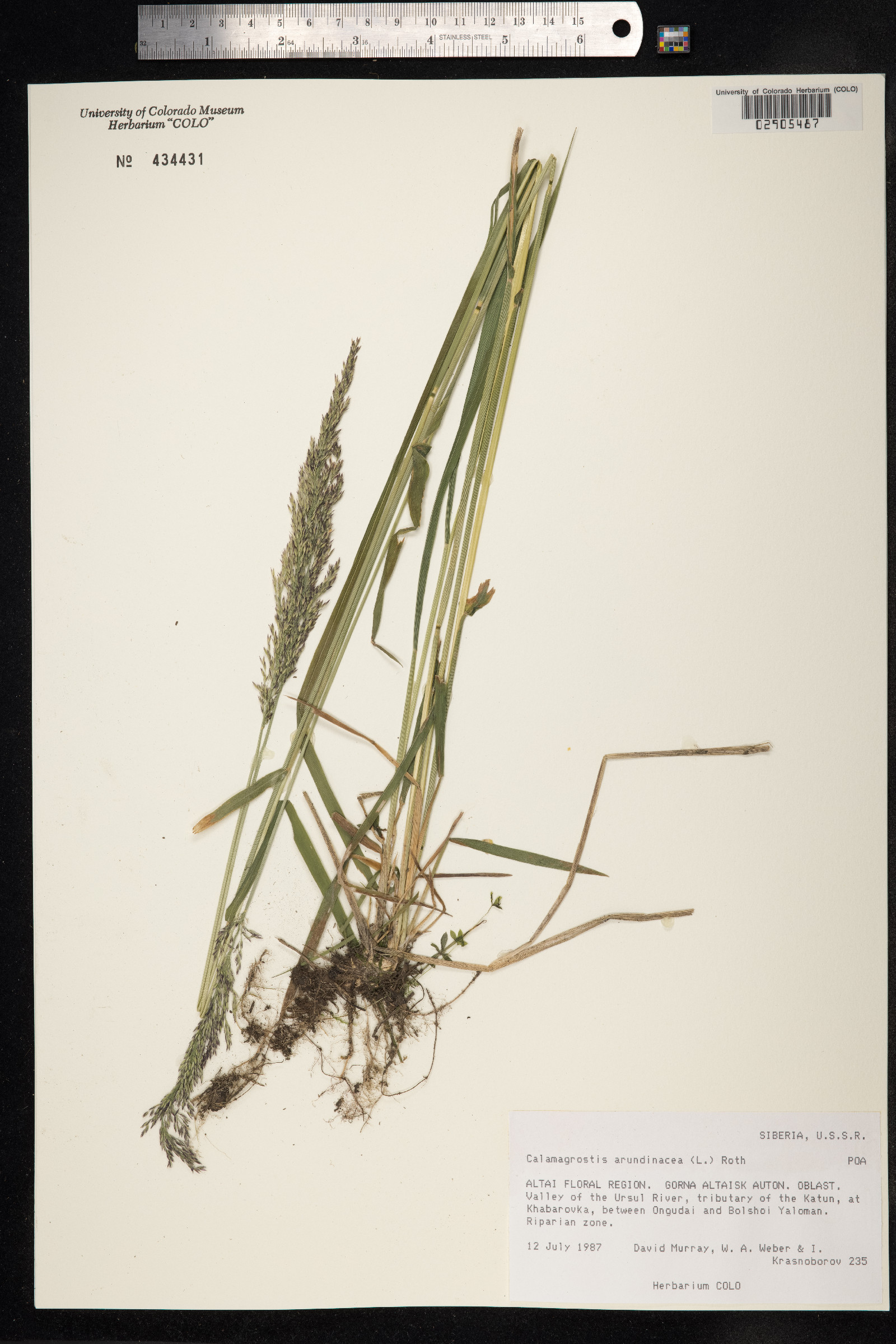 Calamagrostis arundinacea image