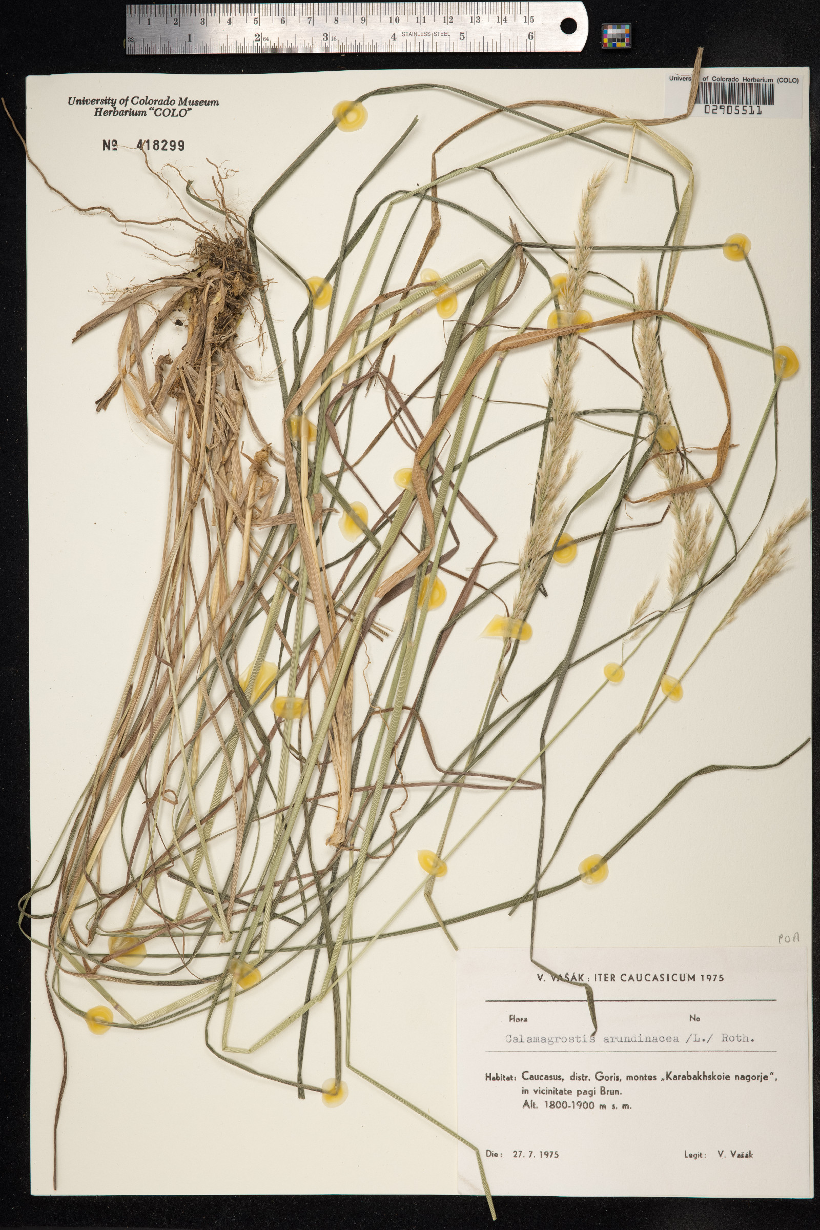 Calamagrostis arundinacea image