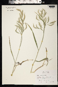 Bromus lanceolatus image