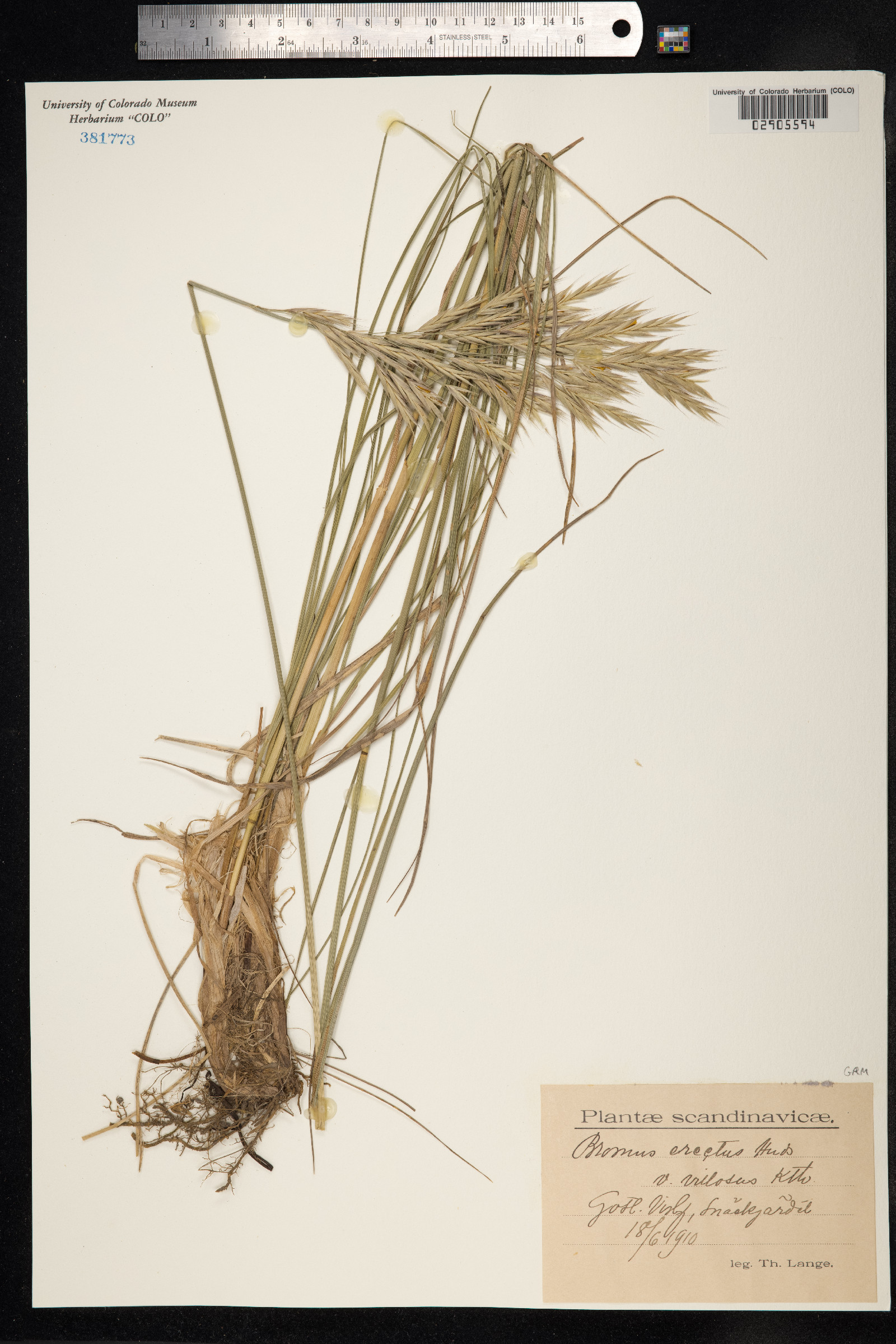 Bromus erectus image