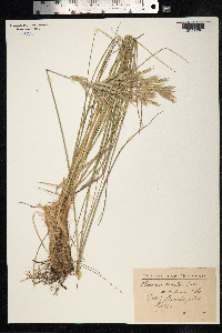 Bromus erectus image