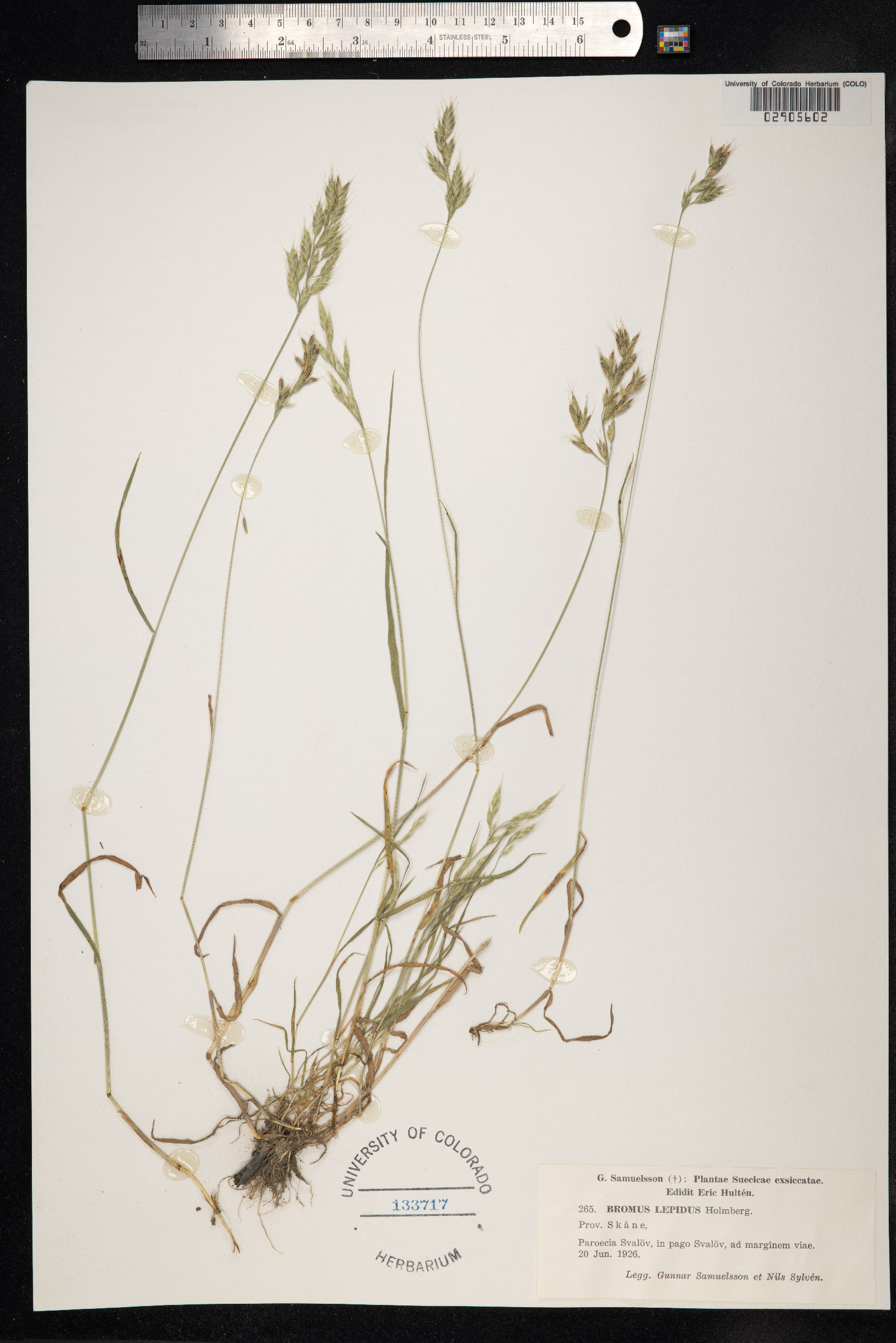 Bromus lepidus image
