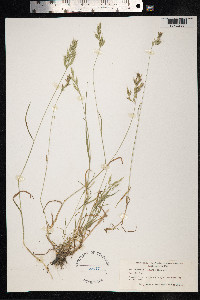 Bromus lepidus image