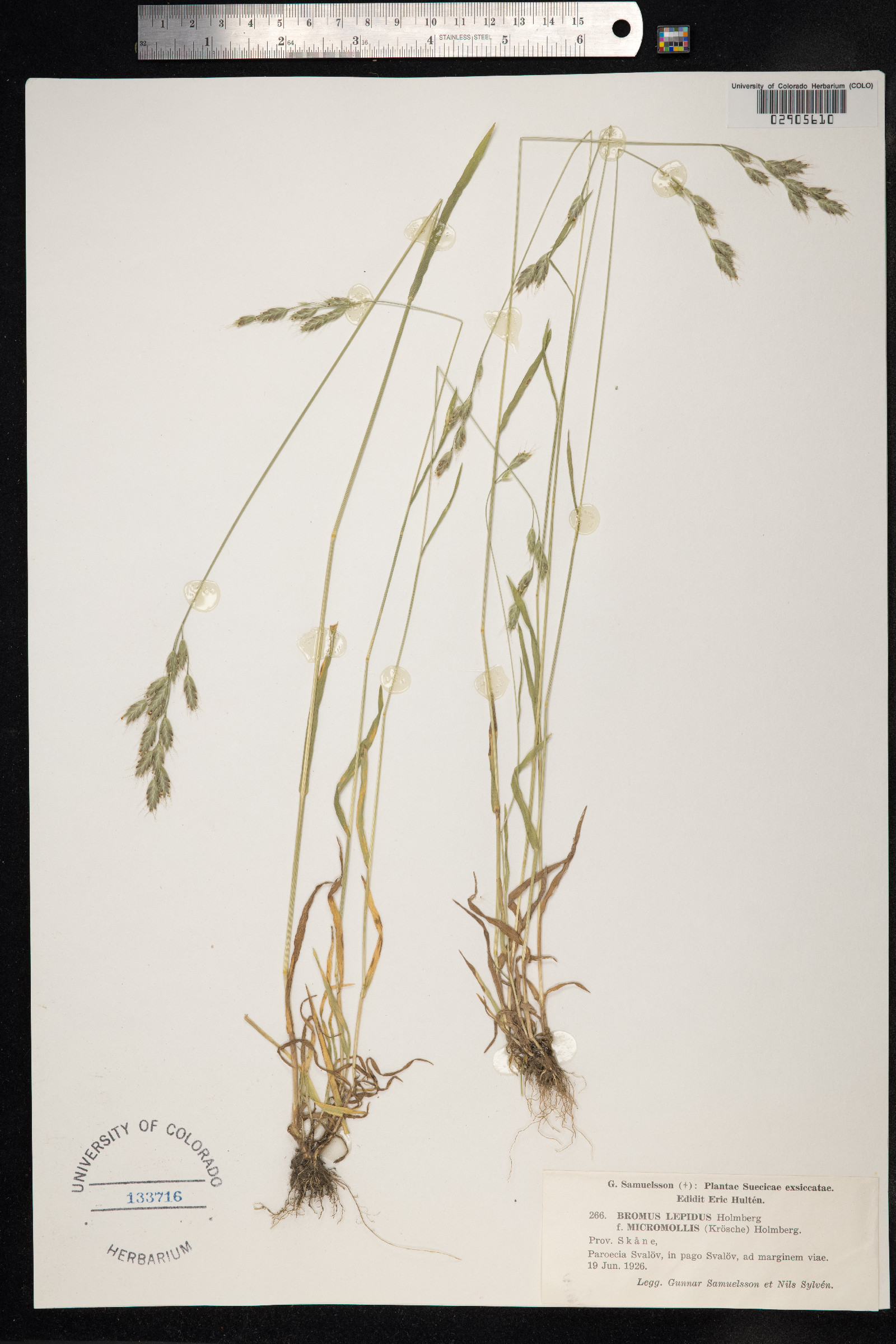 Bromus lepidus image