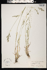 Bromus lepidus image