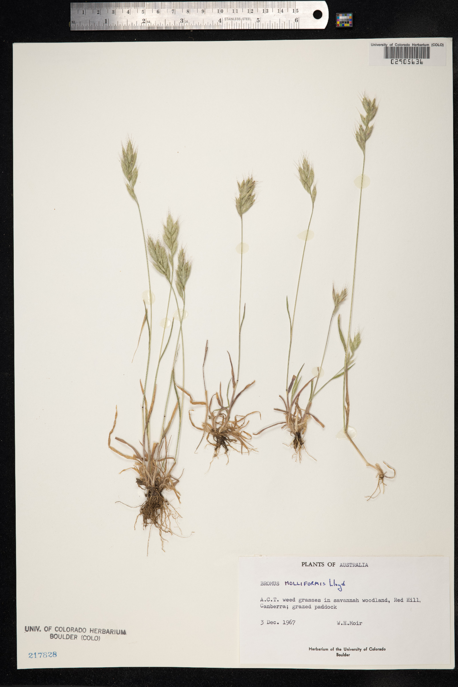 Bromus hordeaceus ssp. divaricatus image