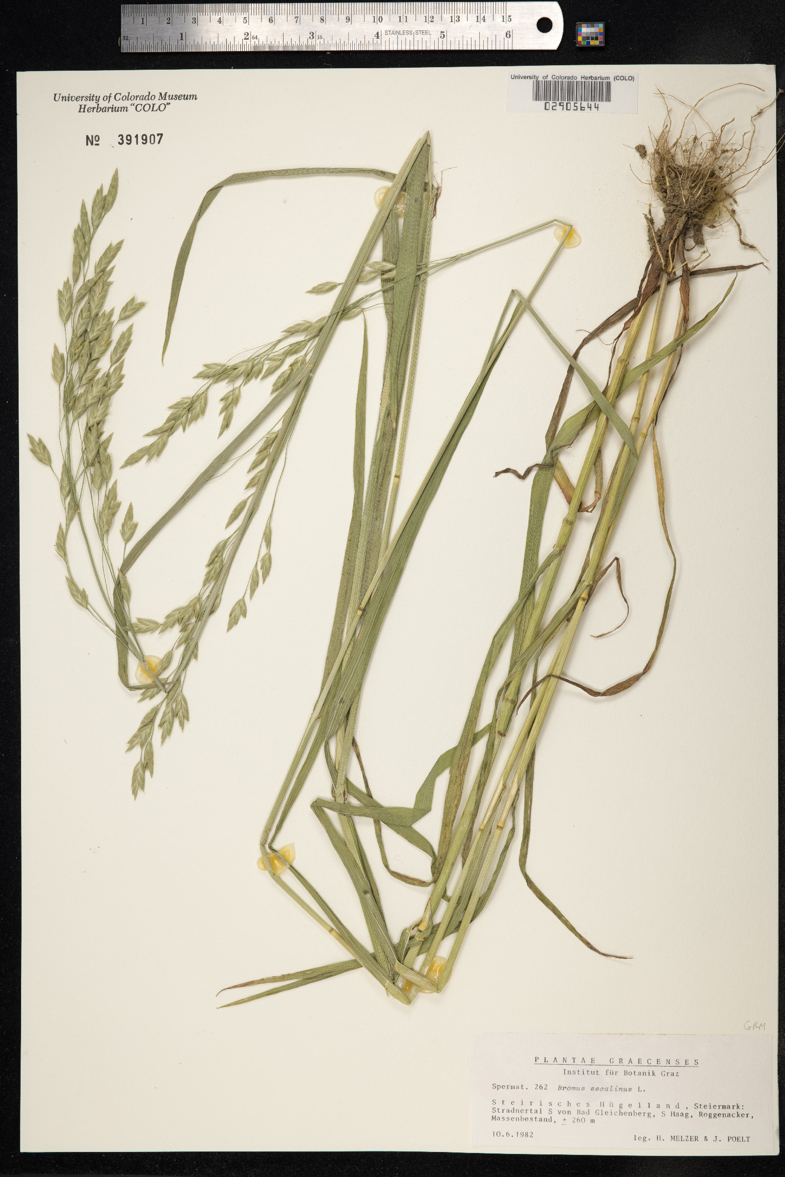 Bromus secalinus image