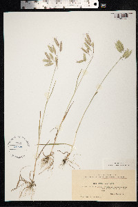 Bromus squarrosus image