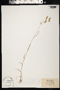 Bromus squarrosus image