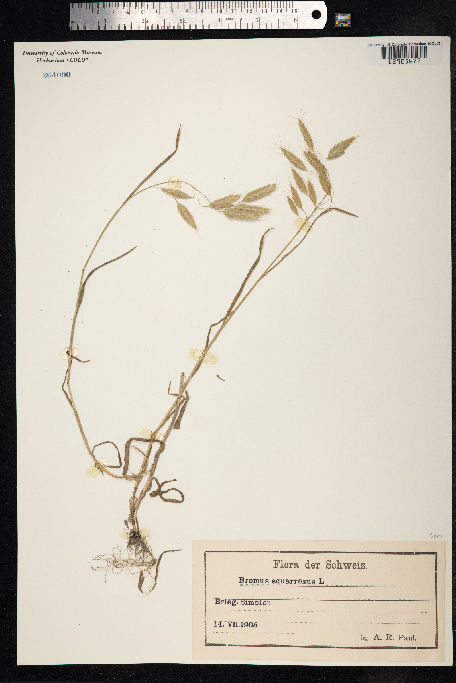 Bromus squarrosus image