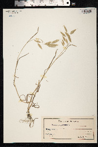 Bromus squarrosus image