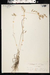 Bromus squarrosus image
