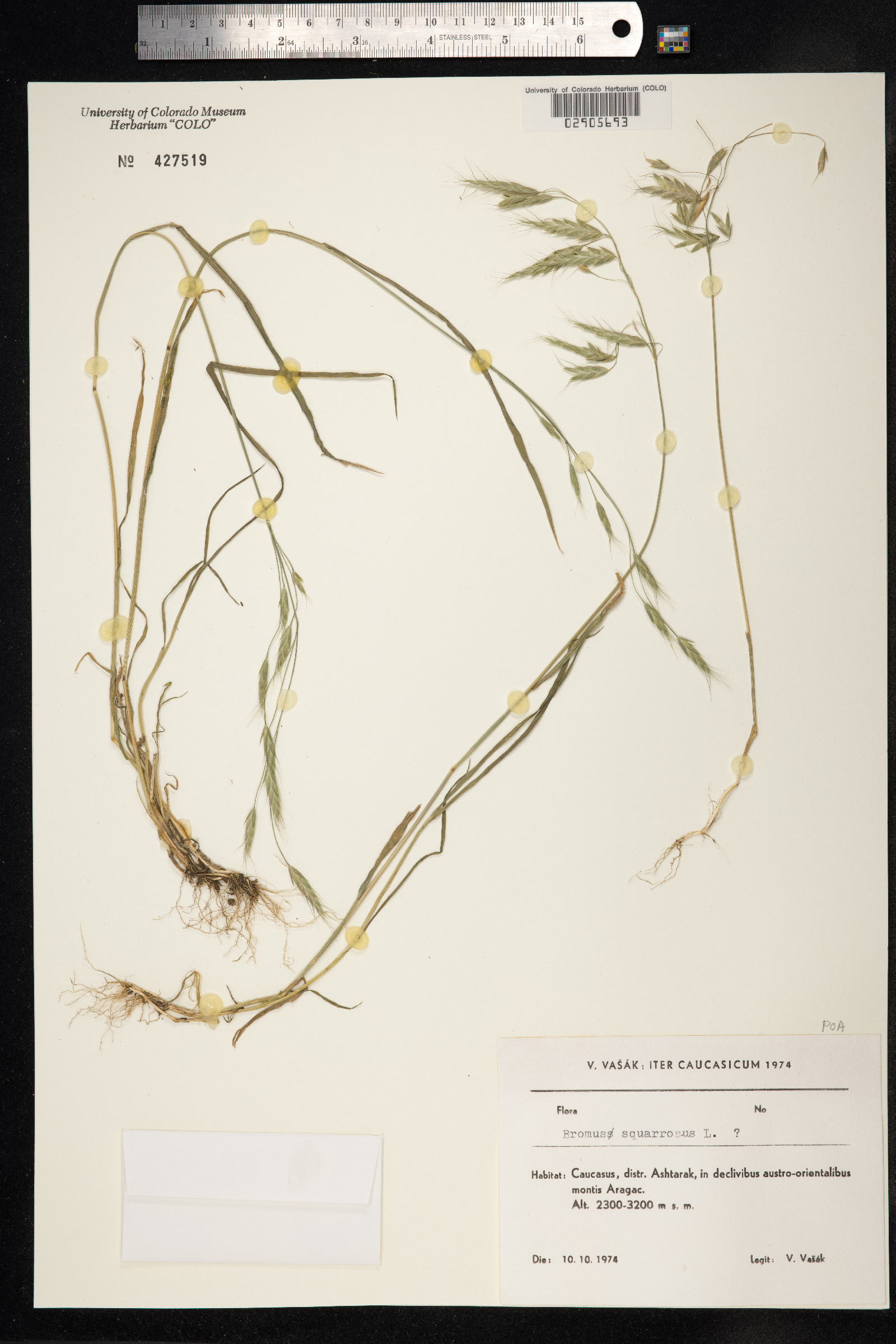 Bromus squarrosus image