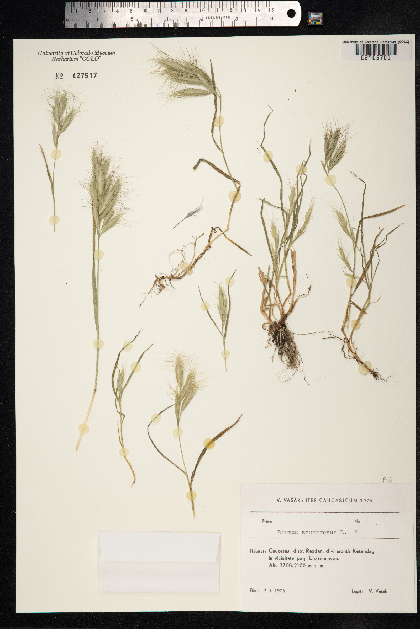 Bromus squarrosus image
