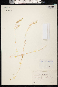 Bromus squarrosus image