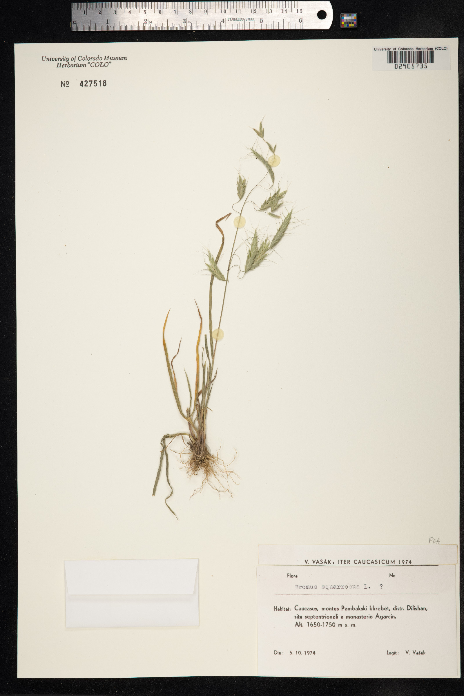 Bromus squarrosus image