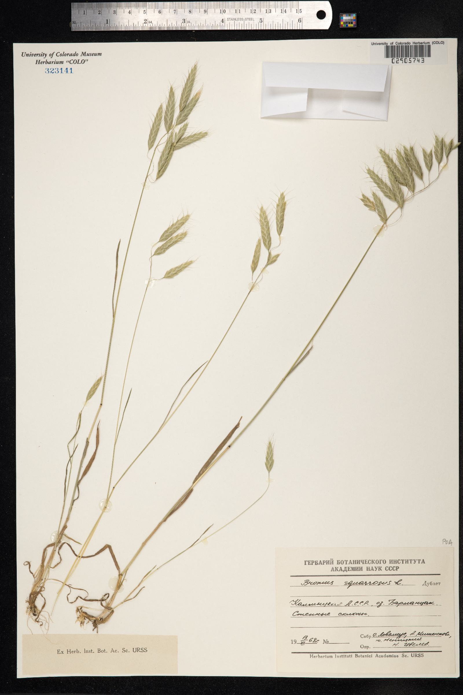 Bromus squarrosus image