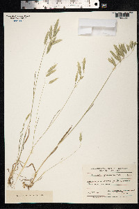 Bromus squarrosus image
