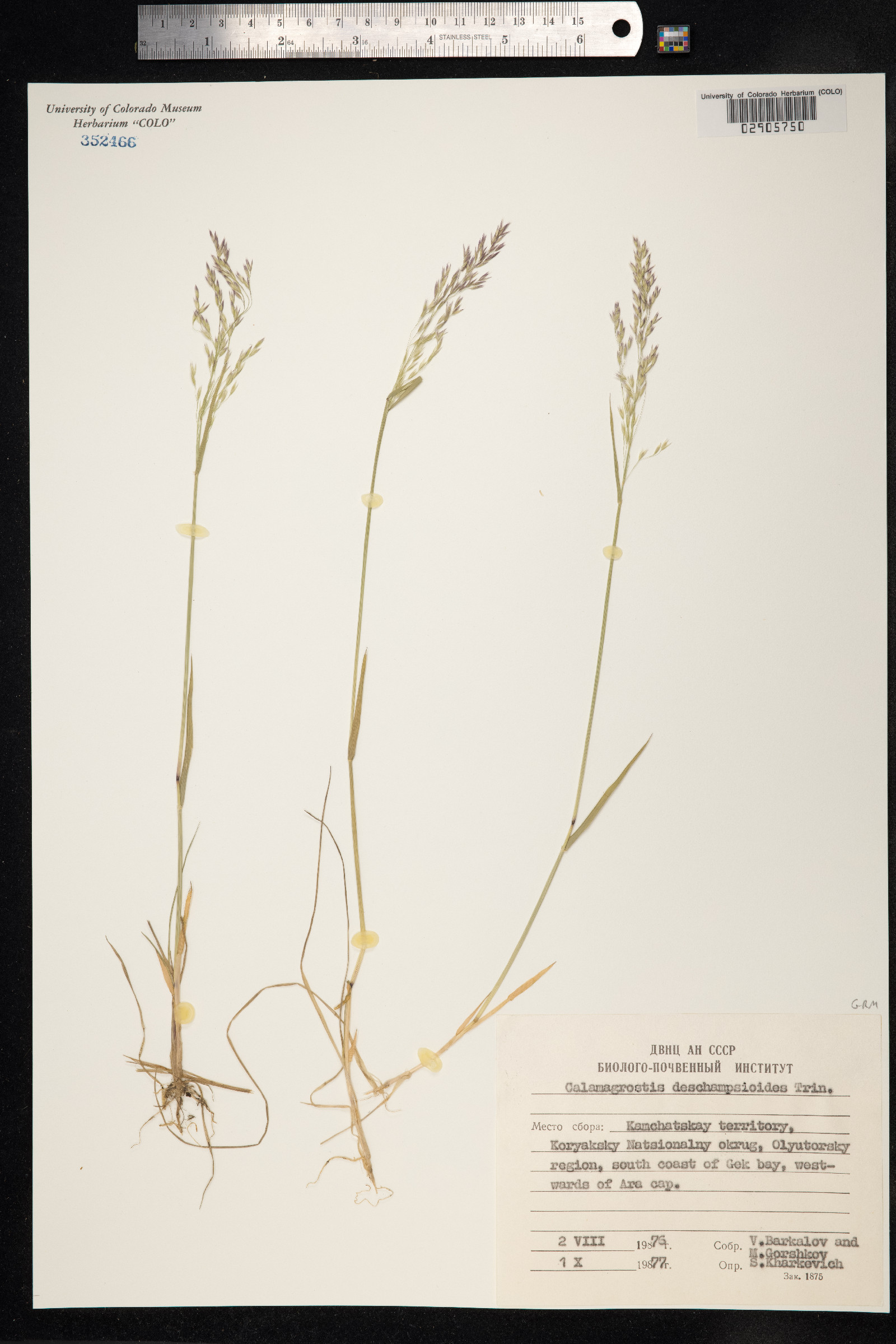 Calamagrostis deschampsioides image