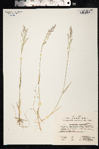 Calamagrostis deschampsioides image