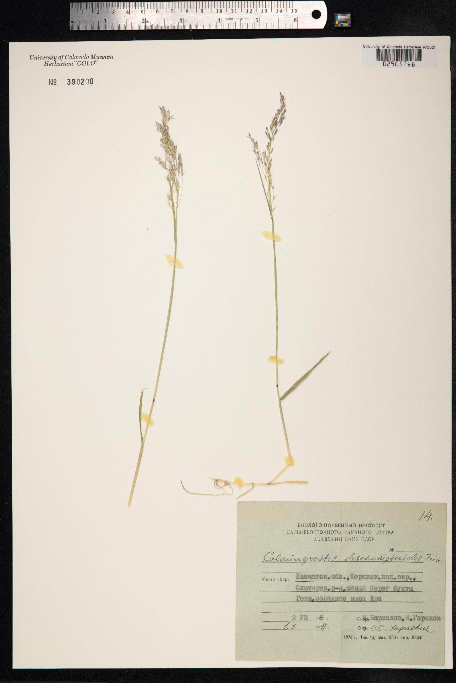 Calamagrostis deschampsioides image