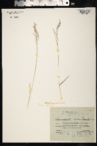 Calamagrostis deschampsioides image