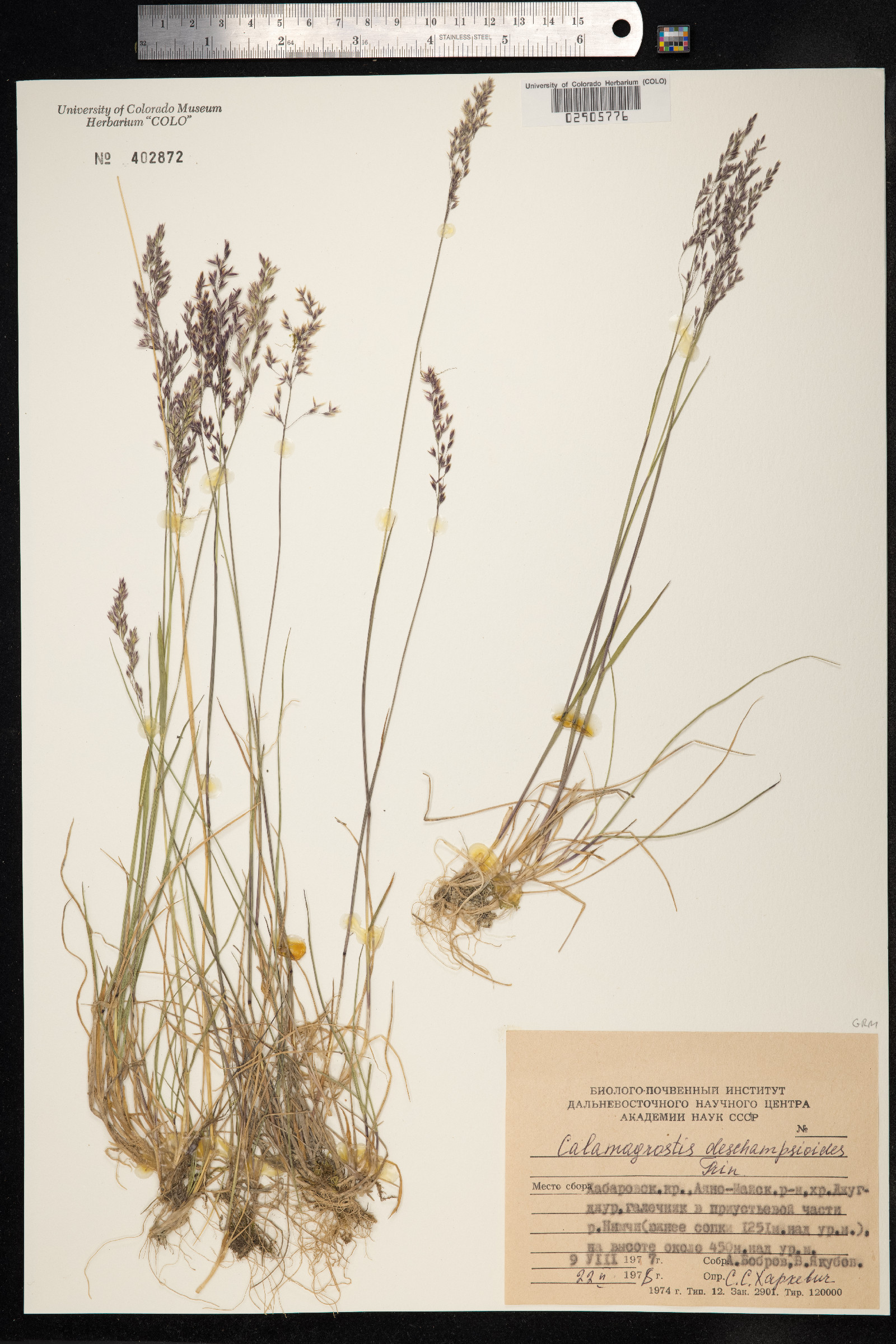 Calamagrostis deschampsioides image