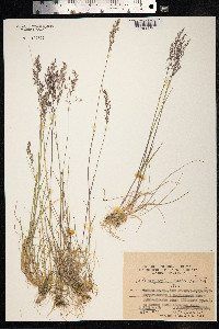 Calamagrostis deschampsioides image