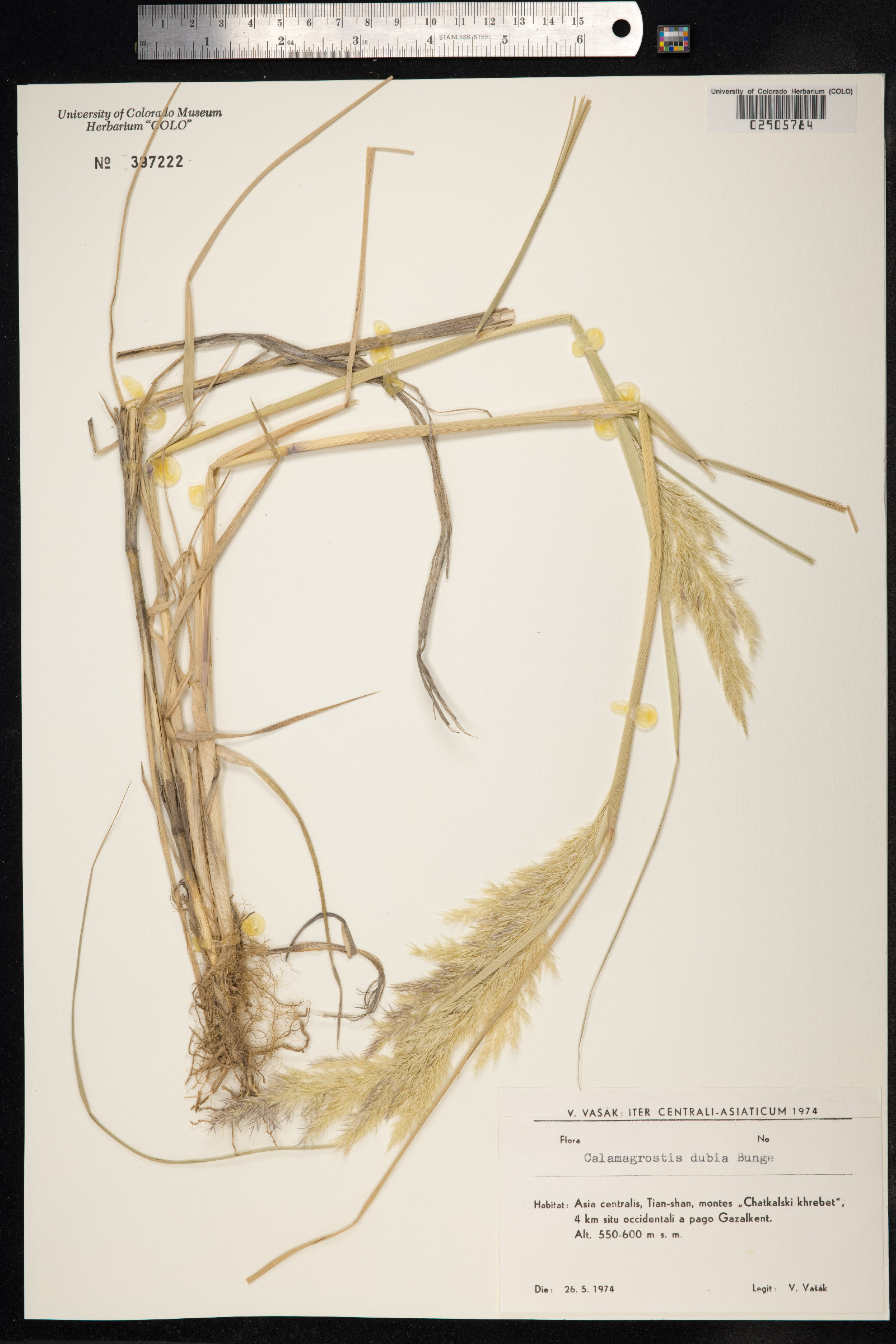 Calamagrostis canadensis var. canadensis image