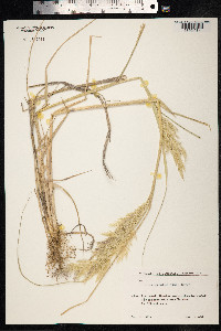 Calamagrostis canadensis image