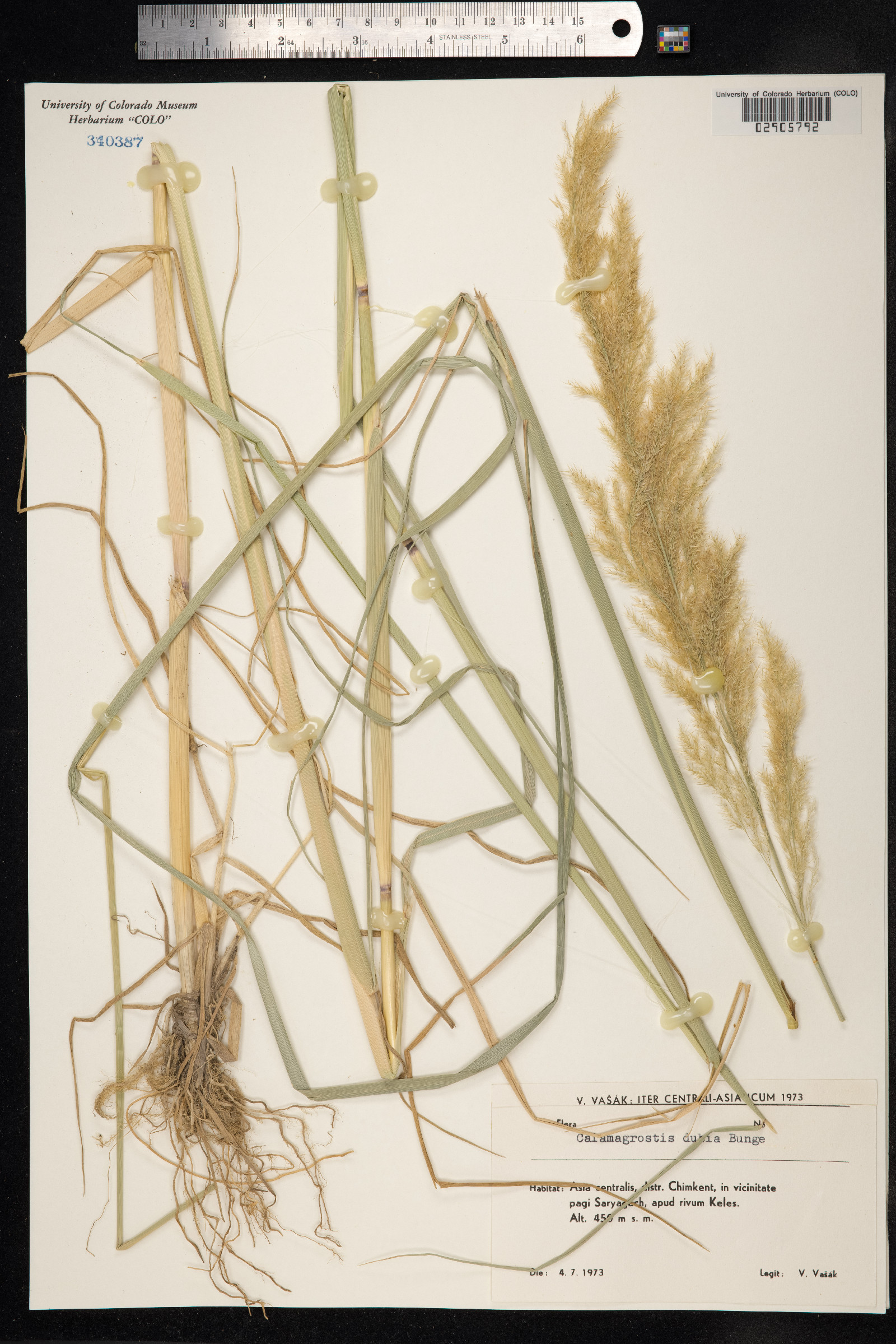 Calamagrostis canadensis var. canadensis image