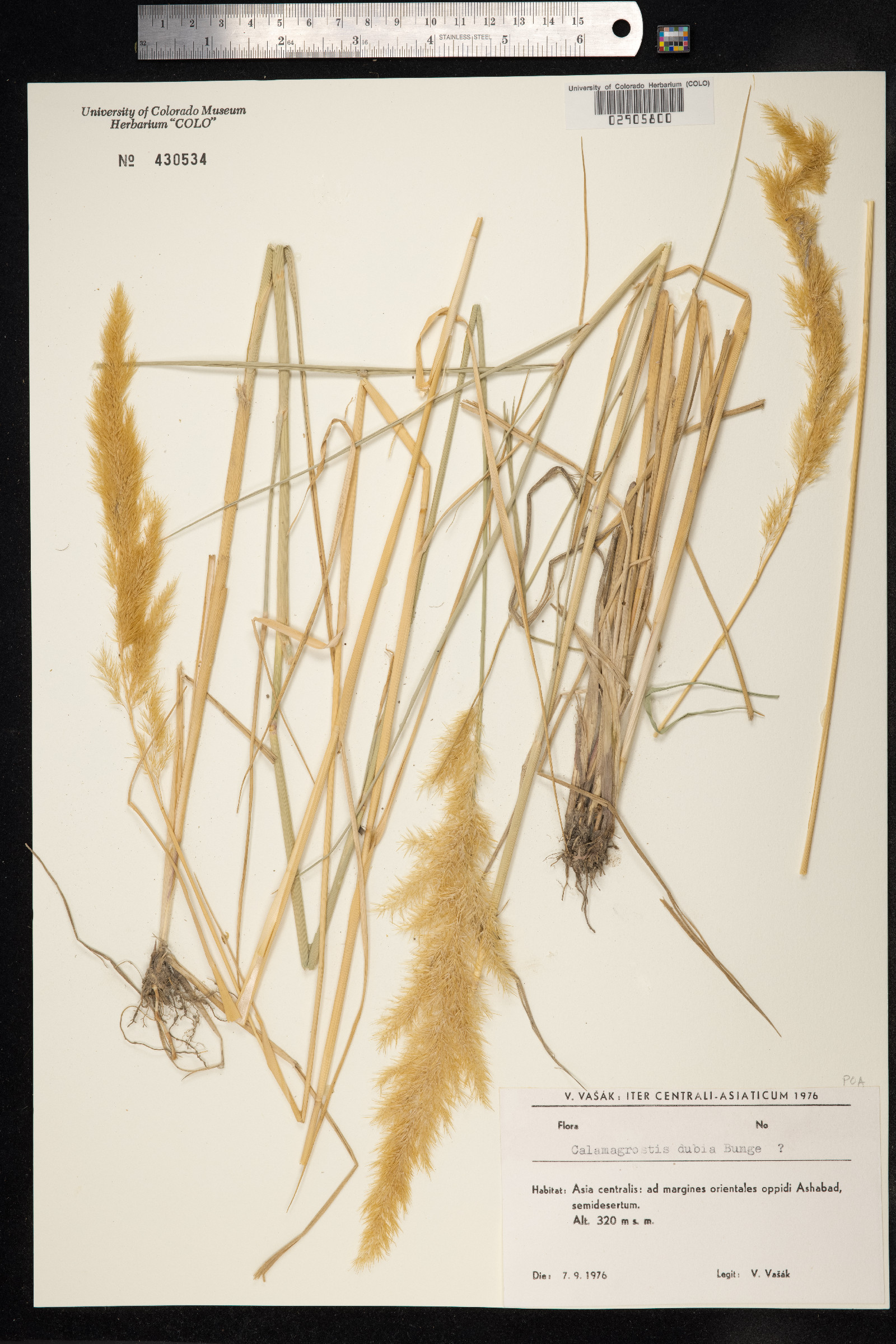 Calamagrostis canadensis var. canadensis image