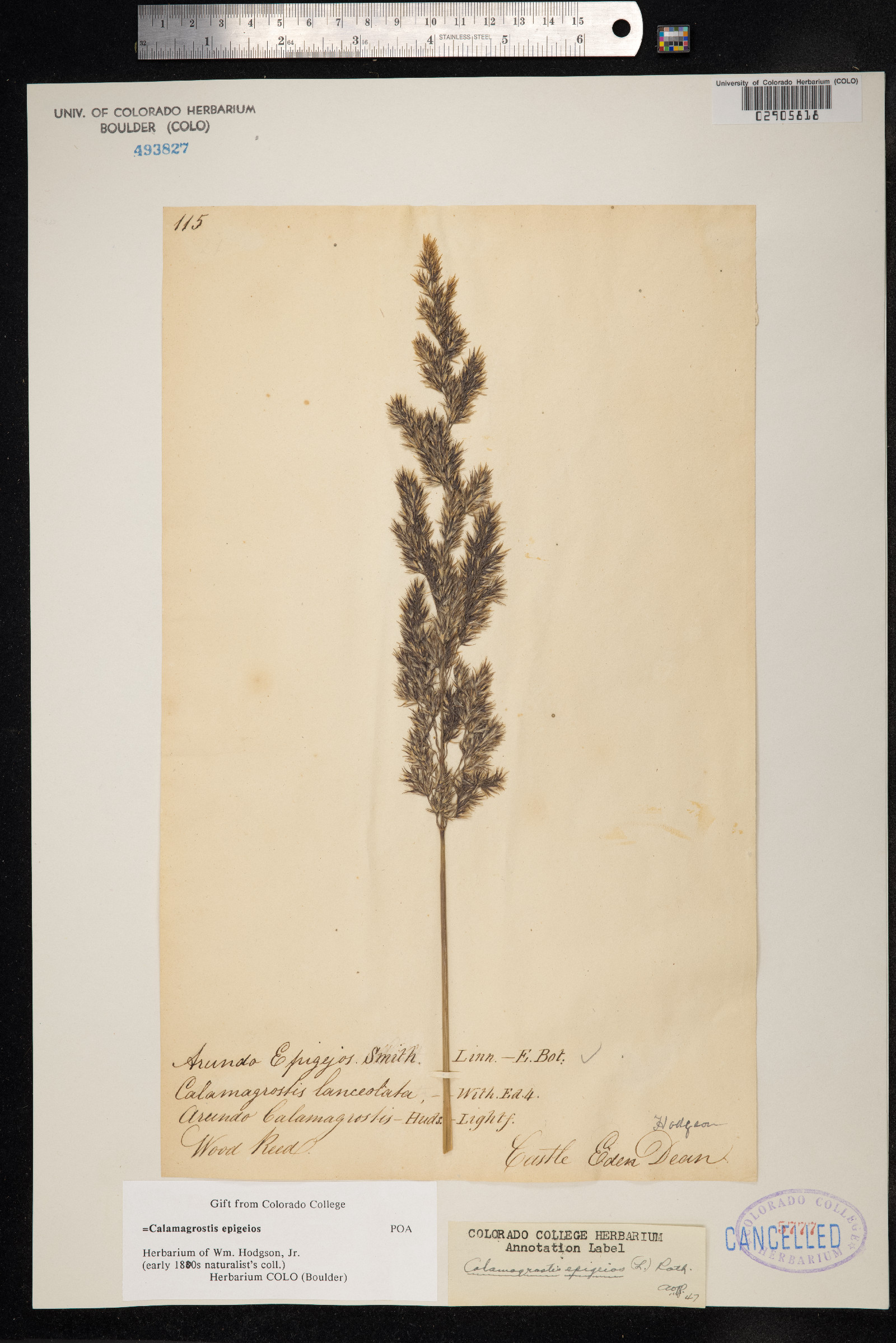 Calamagrostis epigeios image