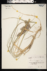 Calamagrostis epigeios image